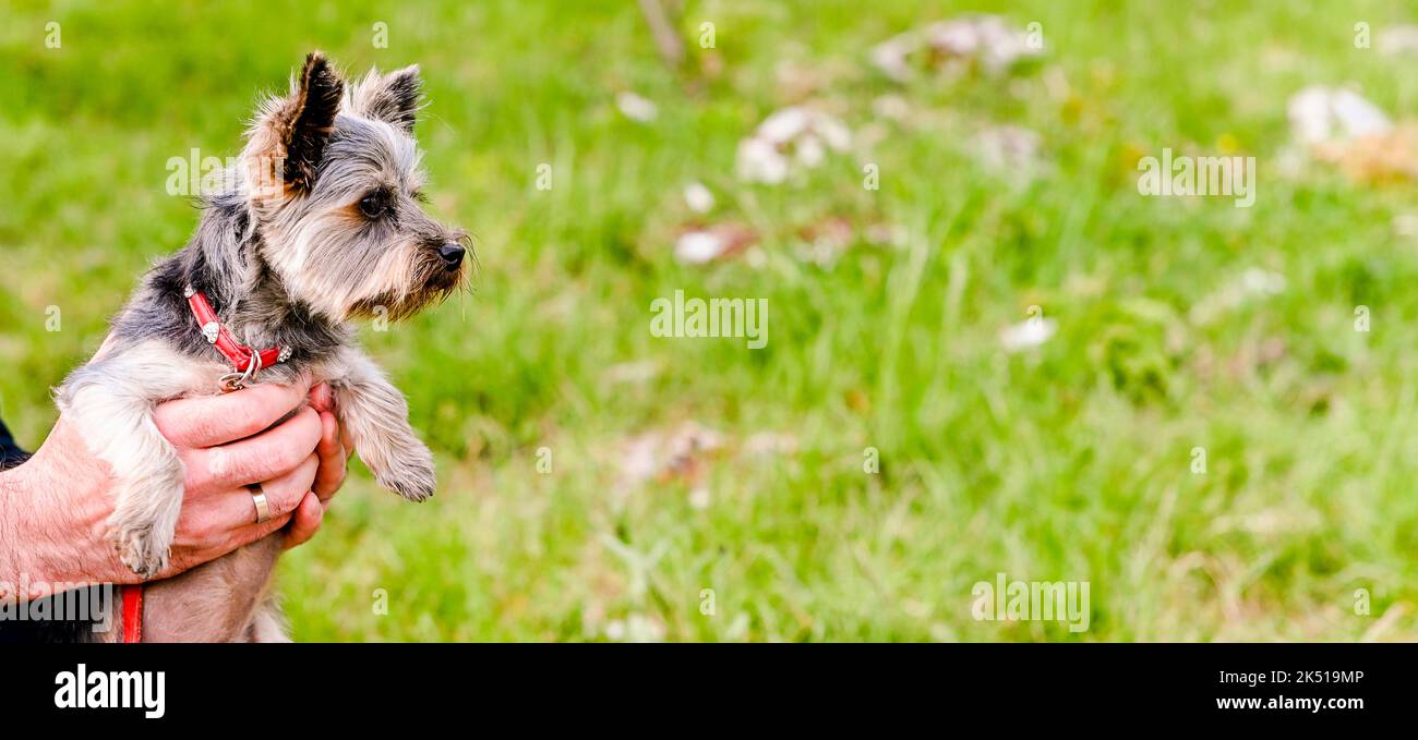 Terrier giocattolo con capelli lunghi e un grande sfondo di erba verde. Piccolo cane di razza. Ideale per annunci e calendari. Foto di alta qualità. Copia psace. Banner Foto Stock