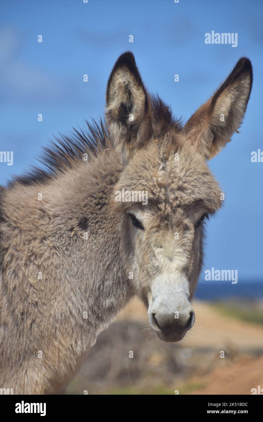 Adorabile bambino selvaggio Provenza asino con lungo soffice shaggy pelliccia. Foto Stock