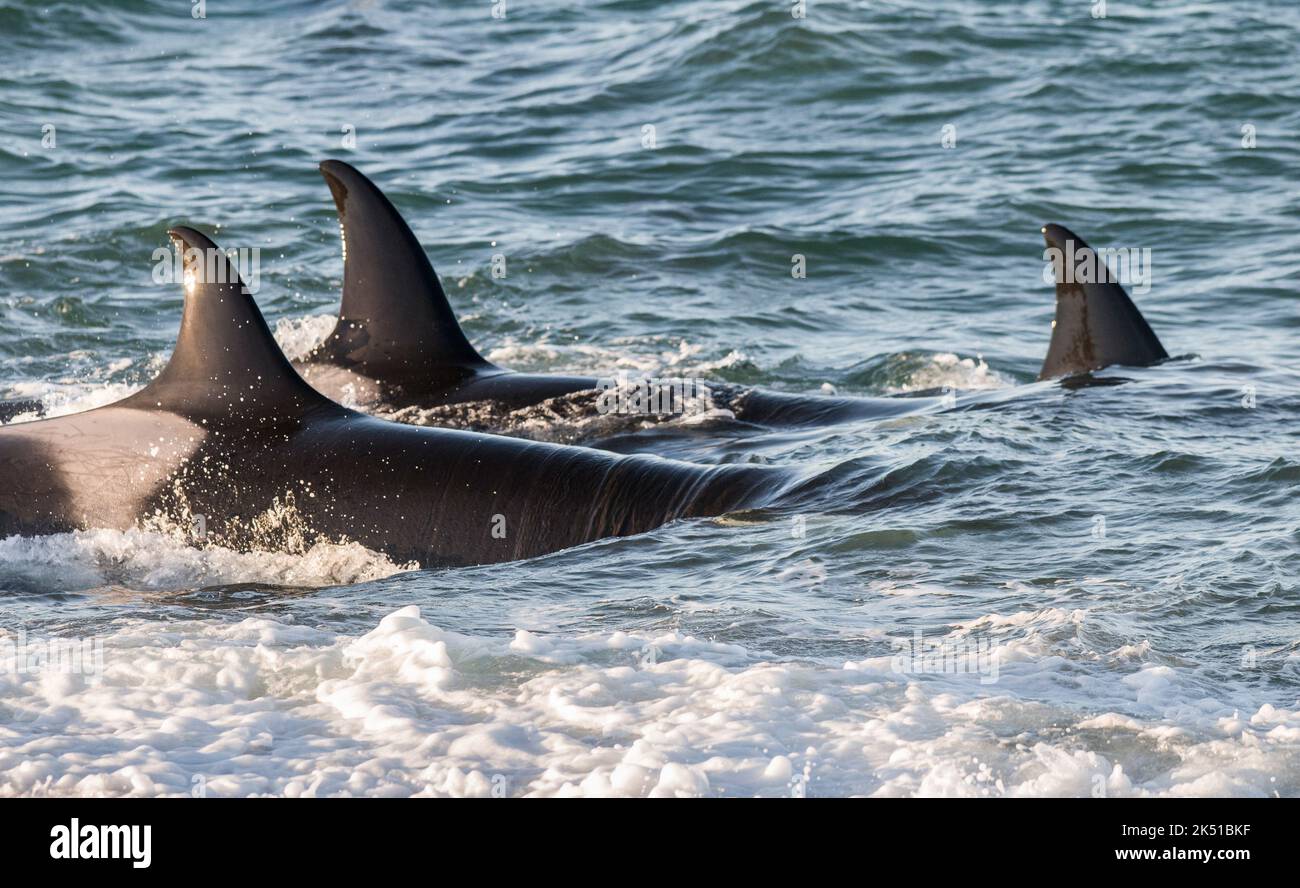 Caccia alle balene killer leoni marini, Patagonia, Argentina. Foto Stock