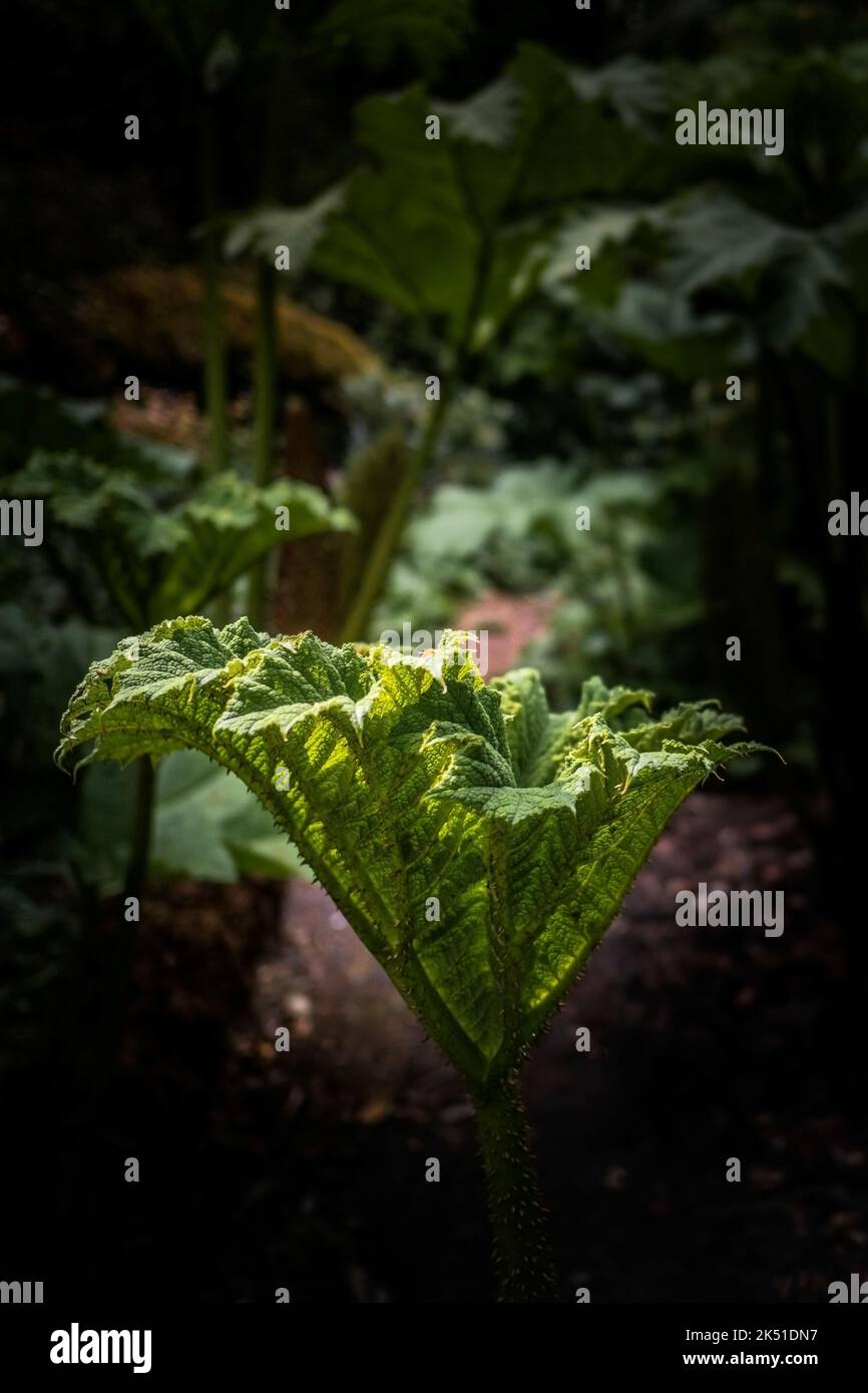 Una giovane foglia di una manicata Gunnera che cresce nel selvaggio giardino subtropicale Penjick in Cornovaglia. Penjerrick Garden è riconosciuto come Cornovaglia vero ju Foto Stock