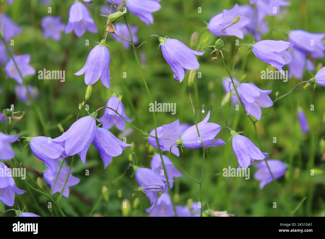 Fiori comuni di harrebell (Campanula rotundifolia). Foto Stock