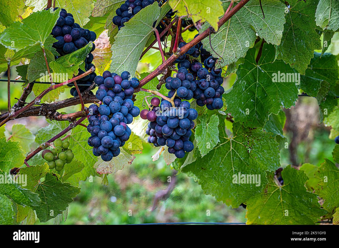 Grappoli di uva nera che crescono sulla vite Foto Stock