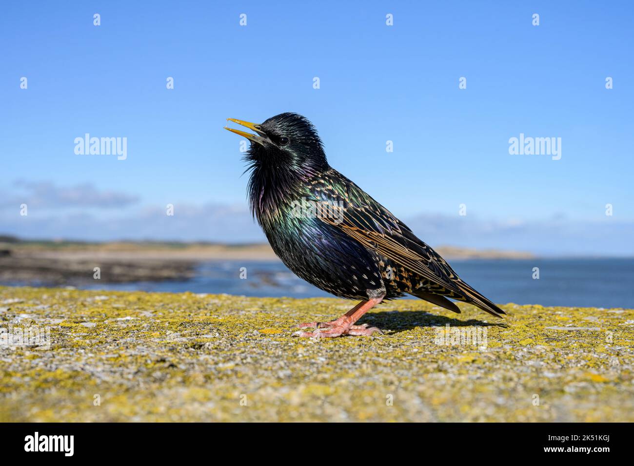 Starling, Sturnus vulgaris, adulto maschio cantare sulla parete del mare Seahouses, Northumberland, marzo Foto Stock