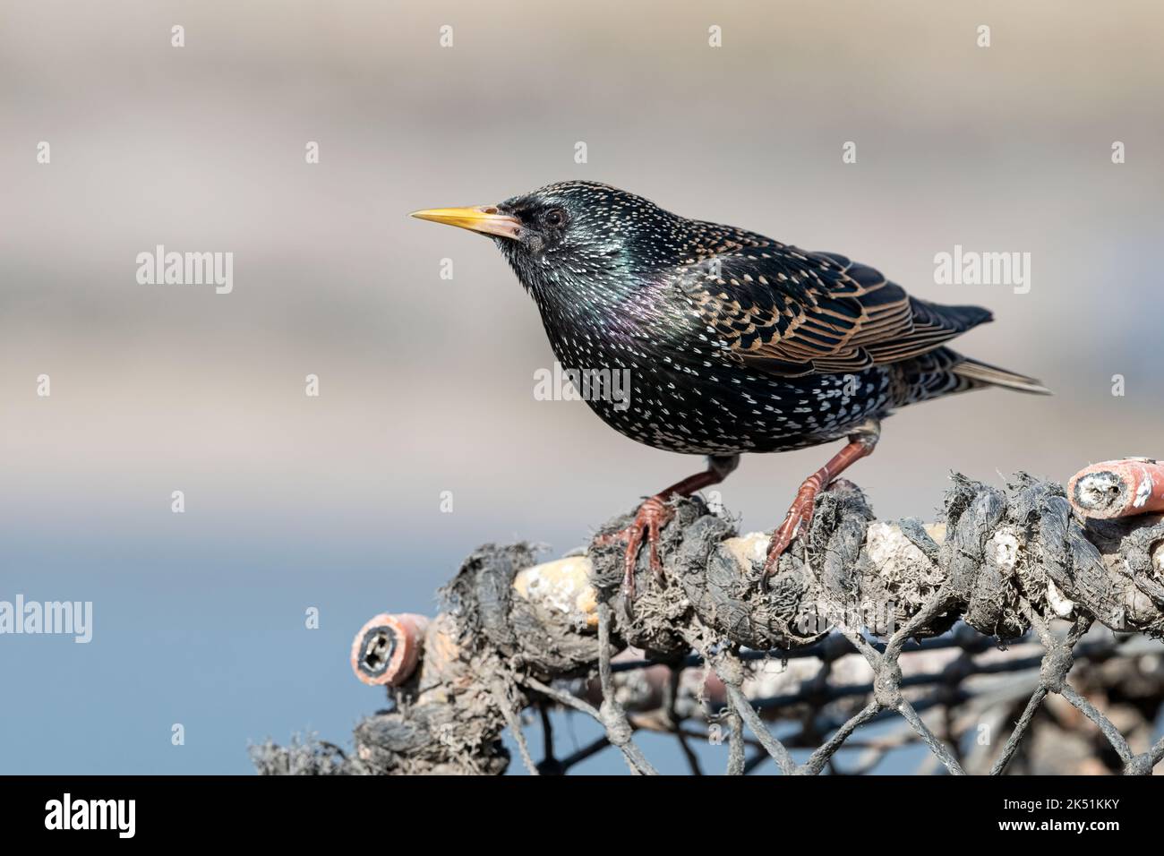 Starling, Sturnus vulgaris, piumaggio invernale per adulti su vasi di granchio, amble Harbour, Northumberland, marzo Foto Stock