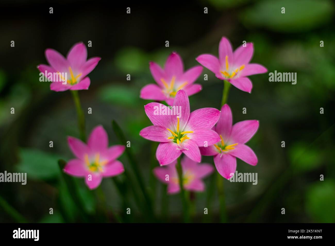 Il giglio della pioggia rosa è un bulbo perenne del fiore del giglio della pioggia rosa. Fiore singolo rosa resistente ai cervi e alle inture. Le foglie sono di colore verde lucido profondo e misurano Foto Stock