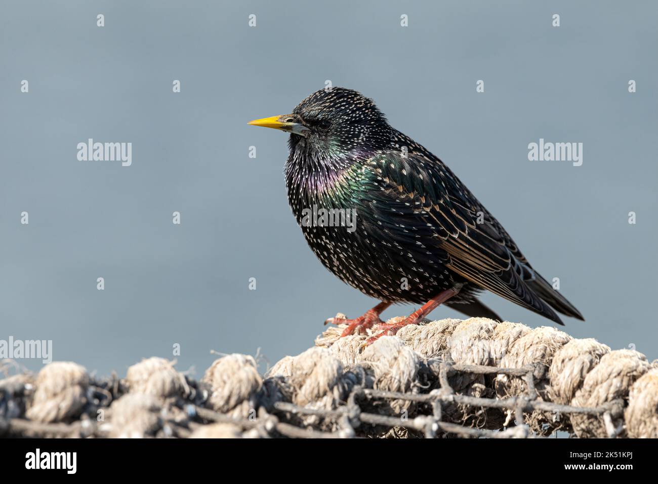 Starling, Sturnus vulgaris, piumaggio invernale per adulti su vasi di granchio, amble Harbour, Northumberland, marzo Foto Stock