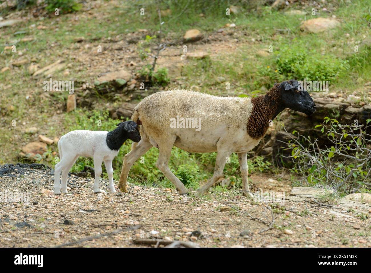 Pecora dorper con cucciolo nel biome di Caatinga, regione di Cariri, Cabaceiras, Paraiba, Brasile. Foto Stock