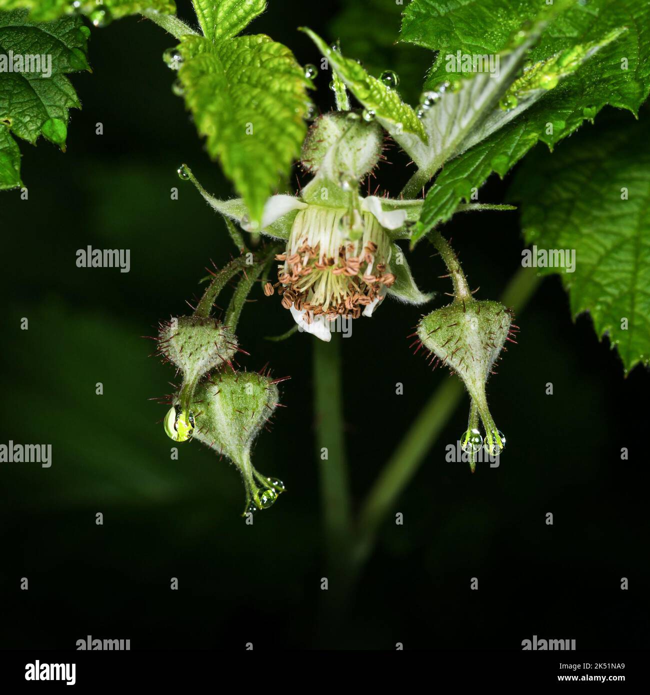 Gemme di lampone e fiore su uno sfondo scuro con gocce d'acqua. Fotografia macro. Foto Stock