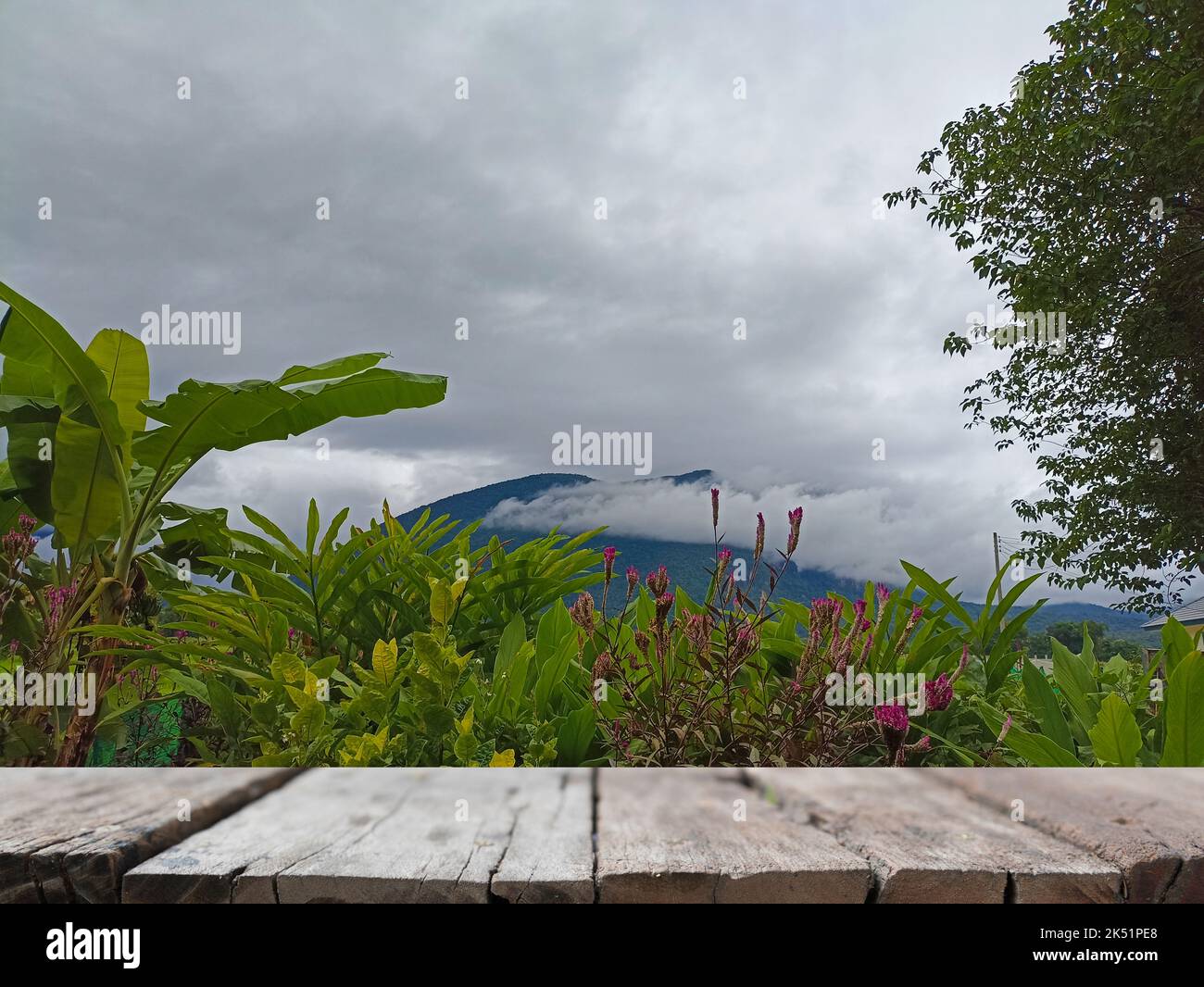 piante verdi foglie fiore e montagna con tavolo in legno per il prodotto da esposizione Foto Stock