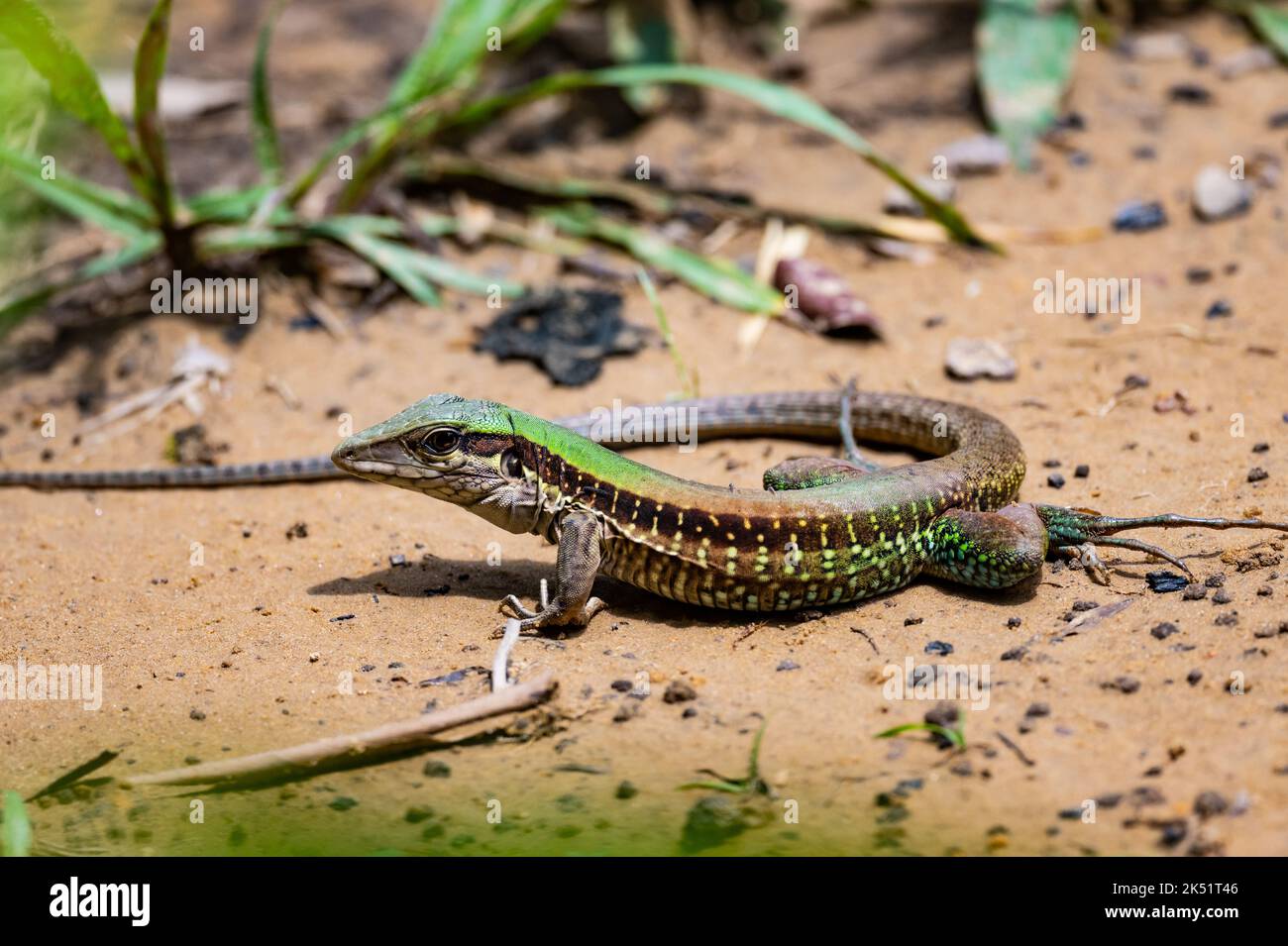 Una colorata ameiva Gigante (Ameiva ameiva), o pilota amazzonico, a terra. Amazonas, Brasile. Foto Stock