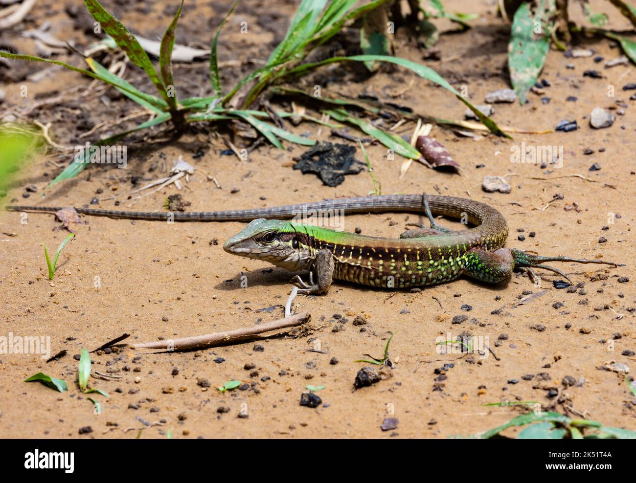 Una colorata ameiva Gigante (Ameiva ameiva), o pilota amazzonico, a terra. Amazonas, Brasile. Foto Stock