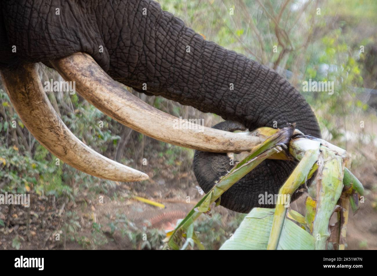 Dimostrazione di elefante presso l'Elephant Sanctuary Hazyview Foto Stock