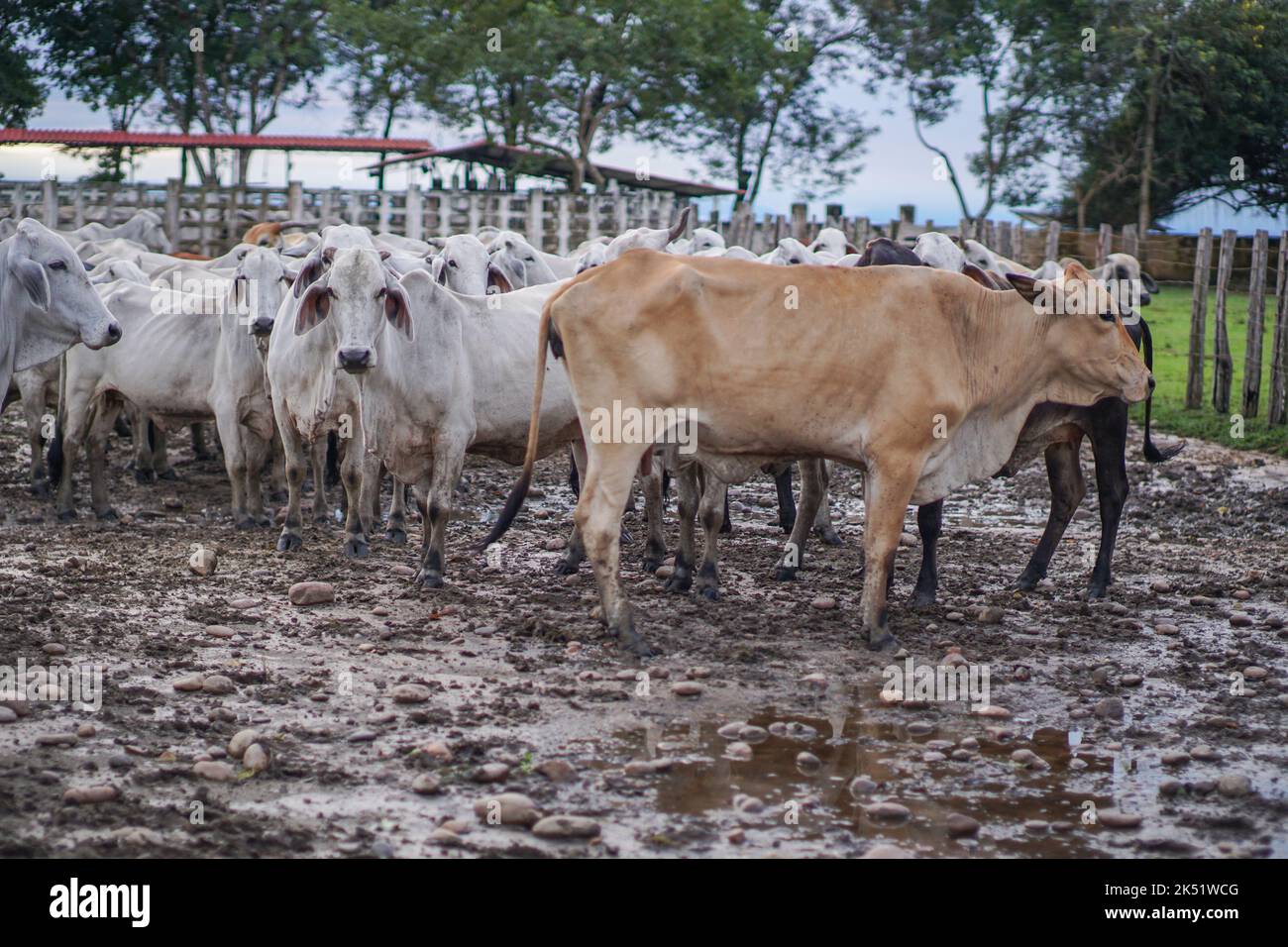 Un gruppo di gusterai in una fattoria Foto Stock