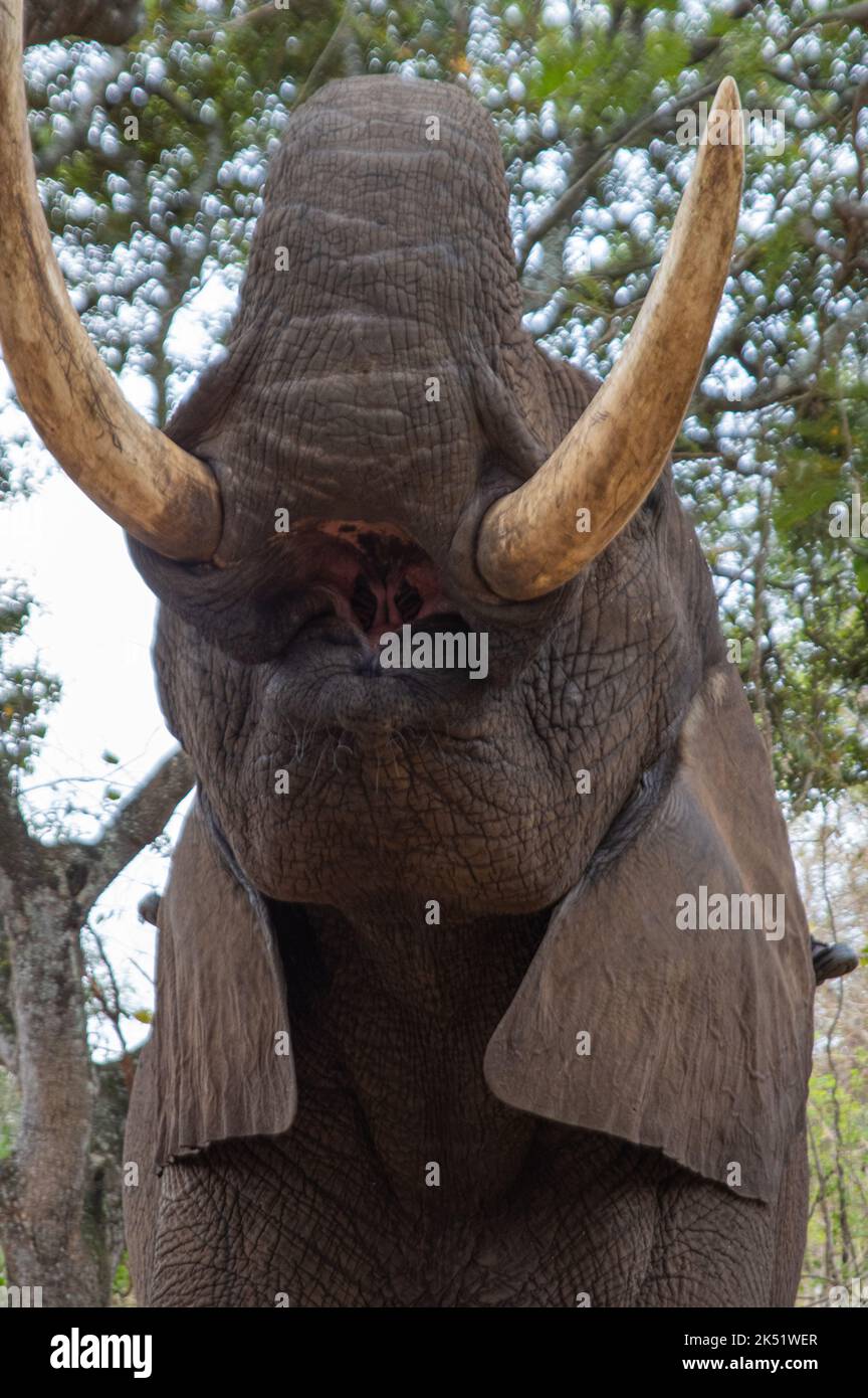 Dimostrazione di elefante presso l'Elephant Sanctuary Hazyview Foto Stock