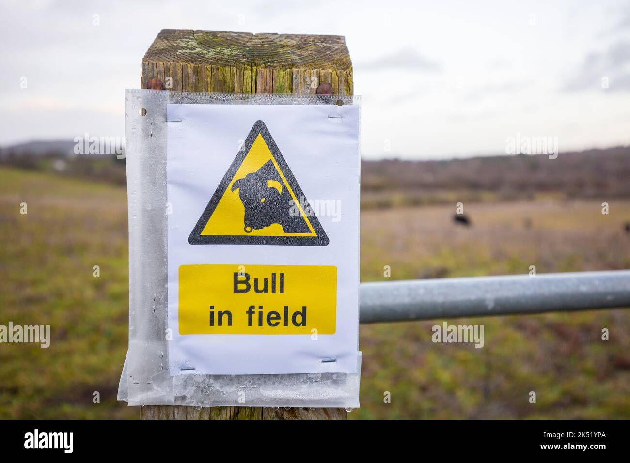 Primo piano di un cartello pubblico isolato/avviso di avvertimento pubblico per essere consapevoli che c'è un "Bull in Field". Consigli per la sicurezza nelle campagne del Regno Unito. Foto Stock