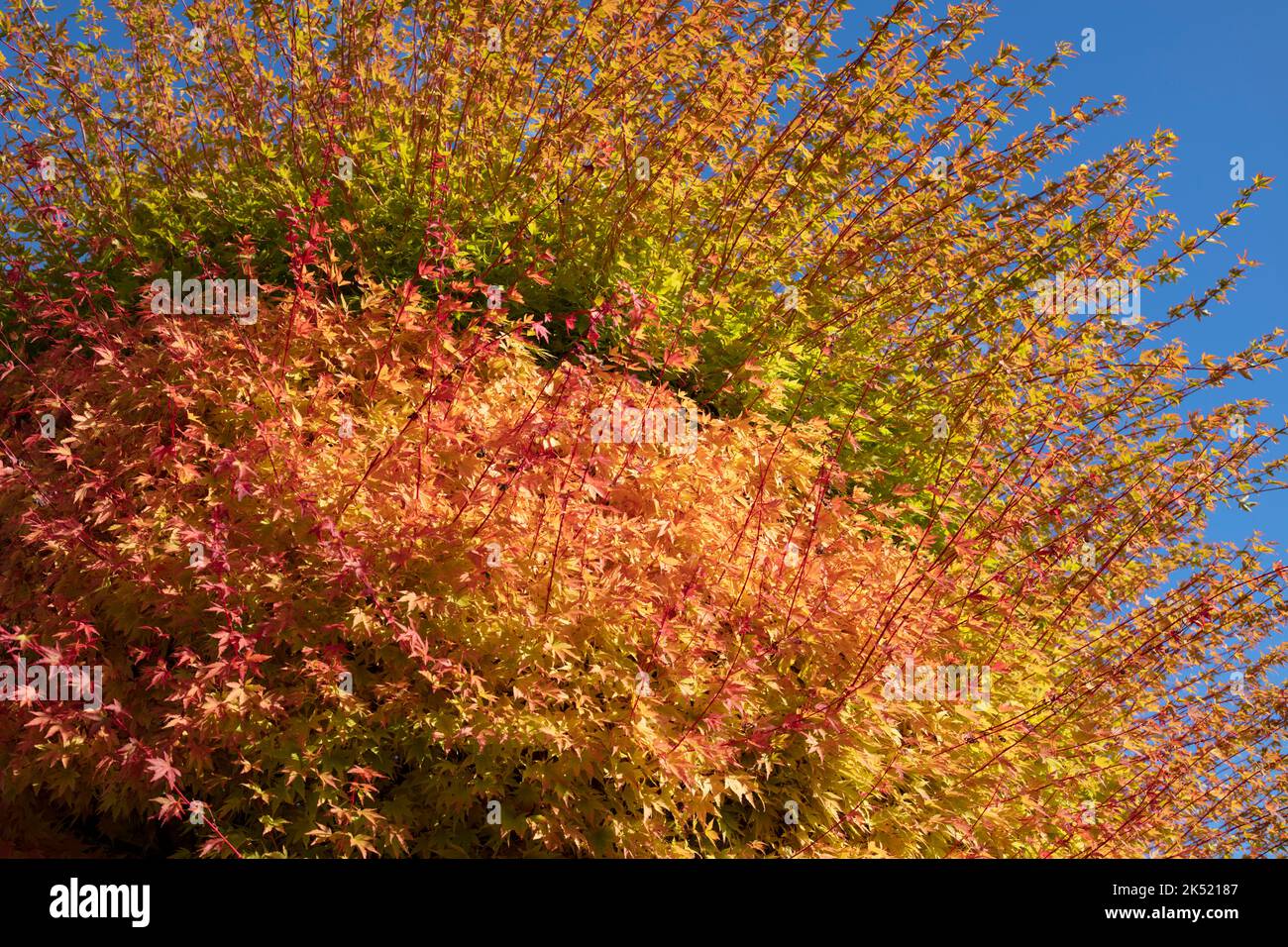 Colori autunnali di un albero acer Foto Stock