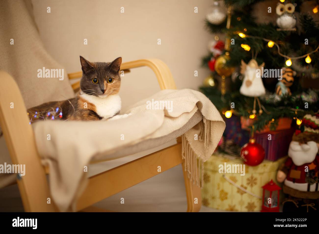 Bel gatto tricolore con grandi occhi rotondi si trova in una sedia. Sullo sfondo un albero di Natale decorato, ghirlande e doni. Anno nuovo e Cristo Foto Stock