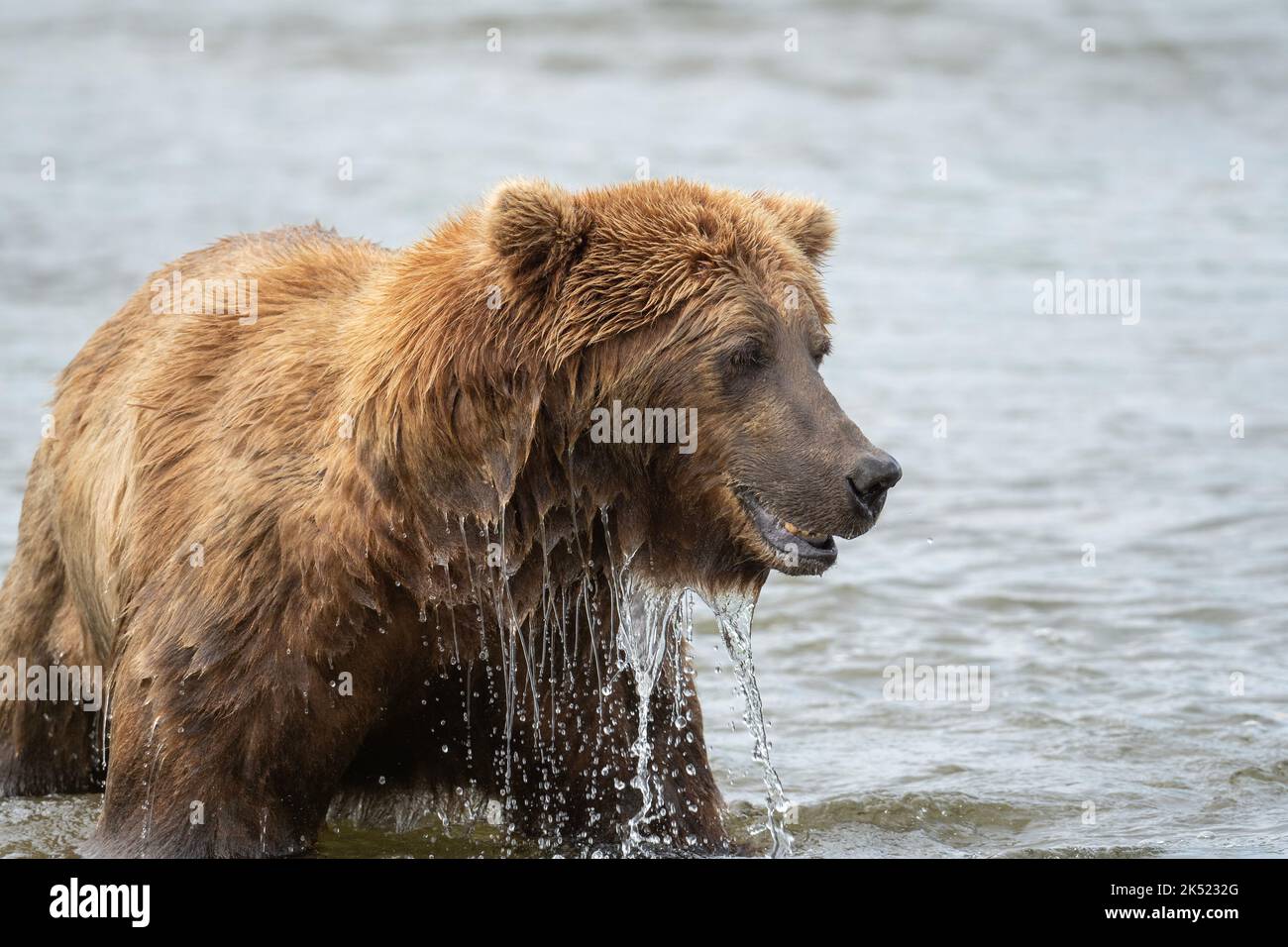 Orso bruno dell'Alaska che percorre l'acqua del Mikfik Creek nel McNeil River state Game Sanctuary and Refuge. Foto Stock