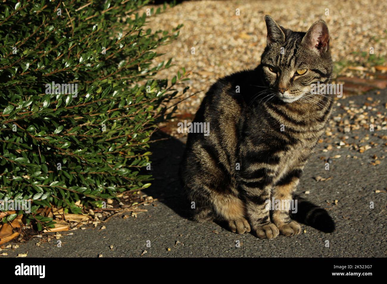 Casa gatto seduto accanto a un cespuglio verde al bordo della strada con ghiaia dietro di esso. Gatto in attesa di proprietari in una giornata di sole. Gatto all'aperto rilassante Foto Stock