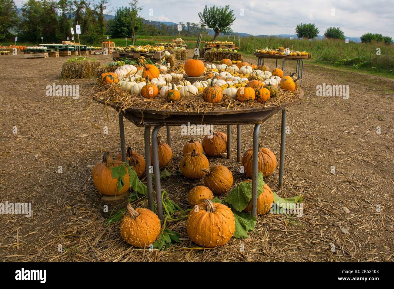 Un'esposizione di zucche all'inizio di ottobre, tra cui le tradizionali zucche di Halloween arancioni in un campo di zucca nel nord-est dell'Italia Foto Stock