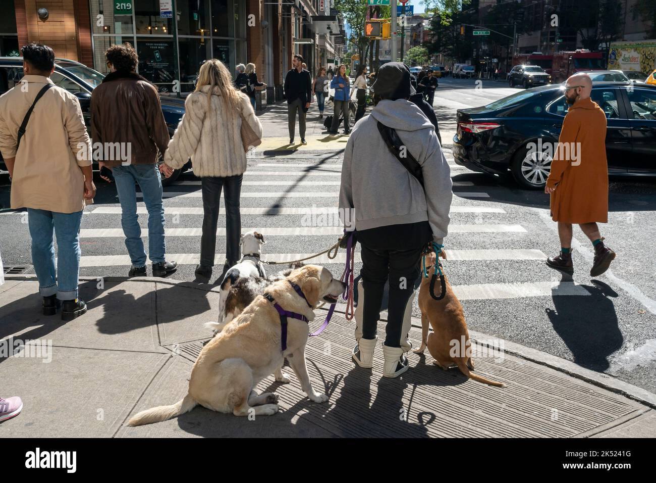 Dog Walker con le sue spese a Chelsea a New York Venerdì, 23 settembre 2022. (© Richard B. Levine) Foto Stock