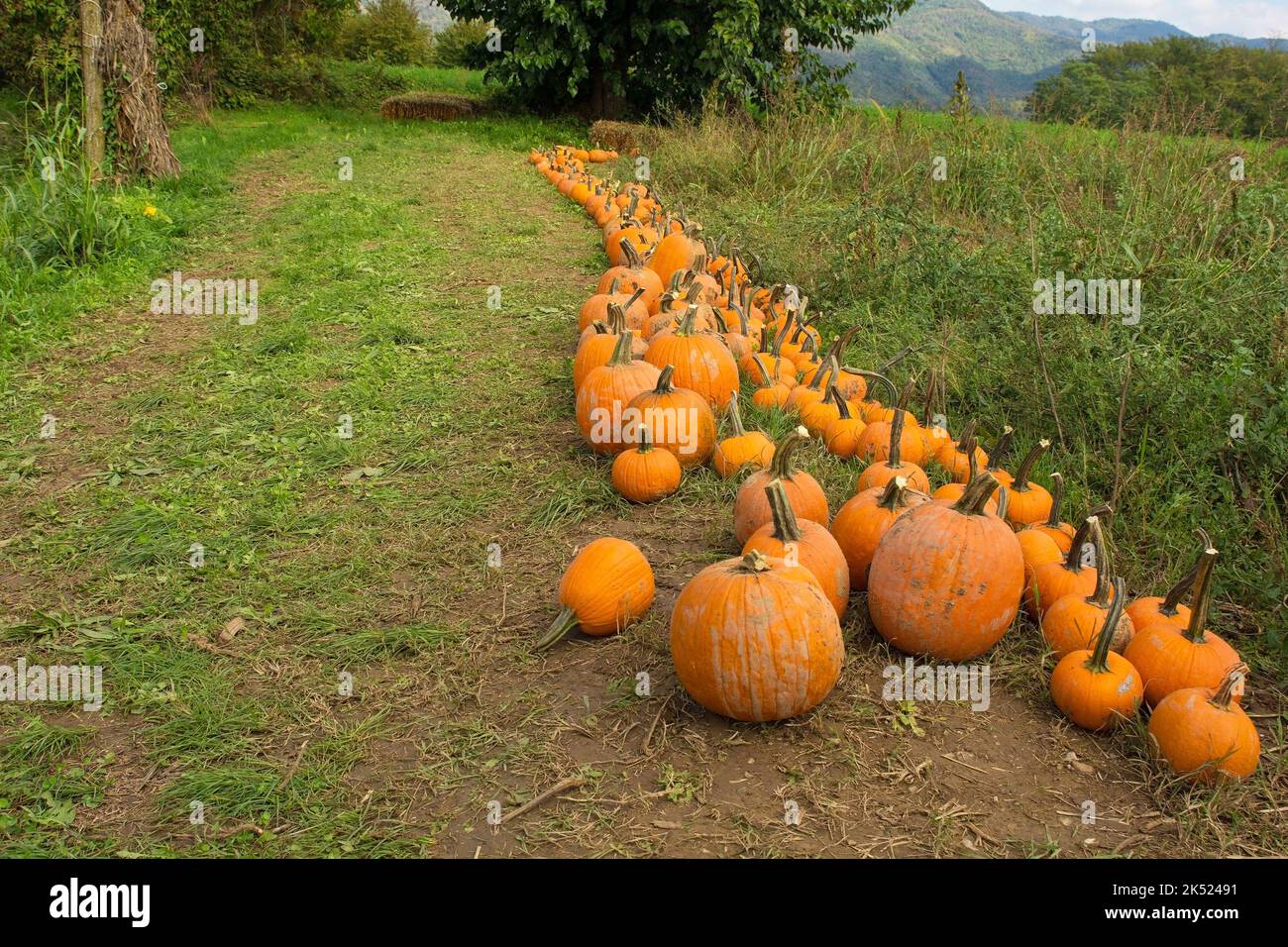 Un'esposizione all'inizio di ottobre delle tradizionali zucche di Halloween arancioni in un campo di zucca nel nord-est dell'Italia Foto Stock