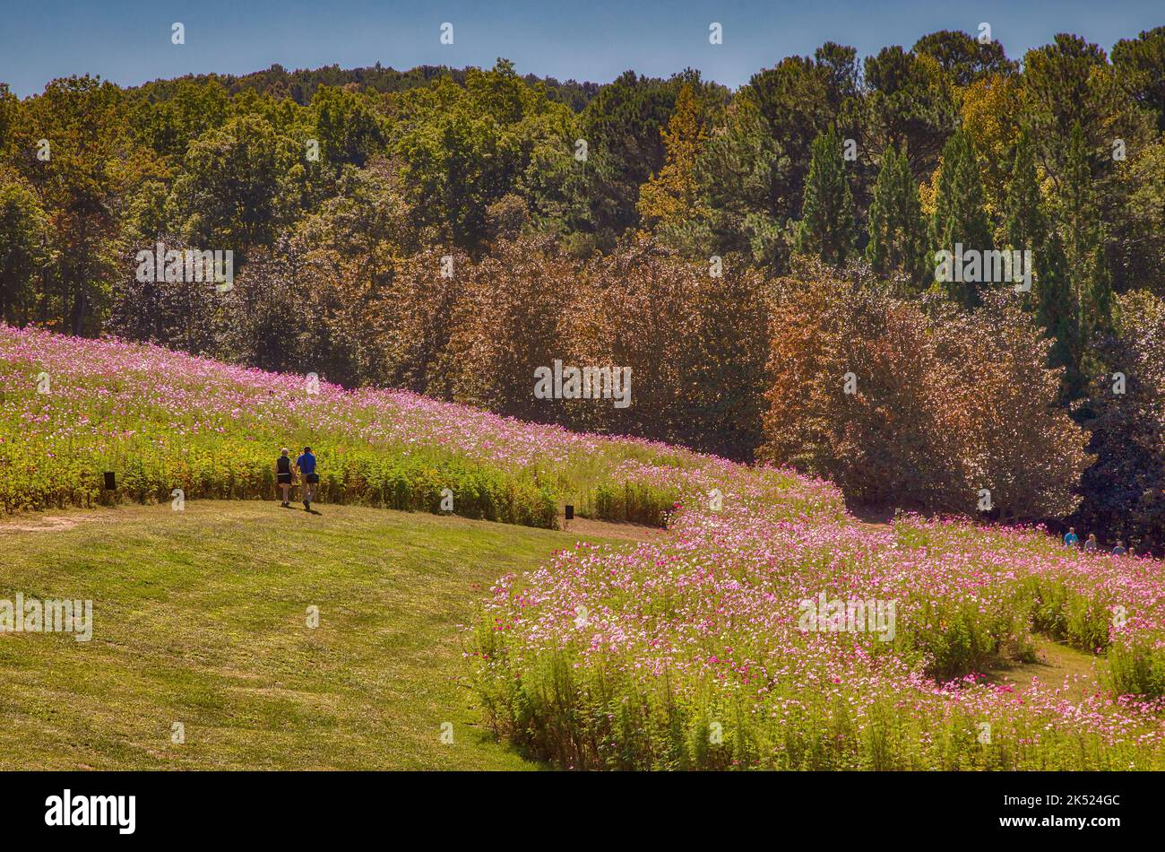 fiori selvatici Foto Stock