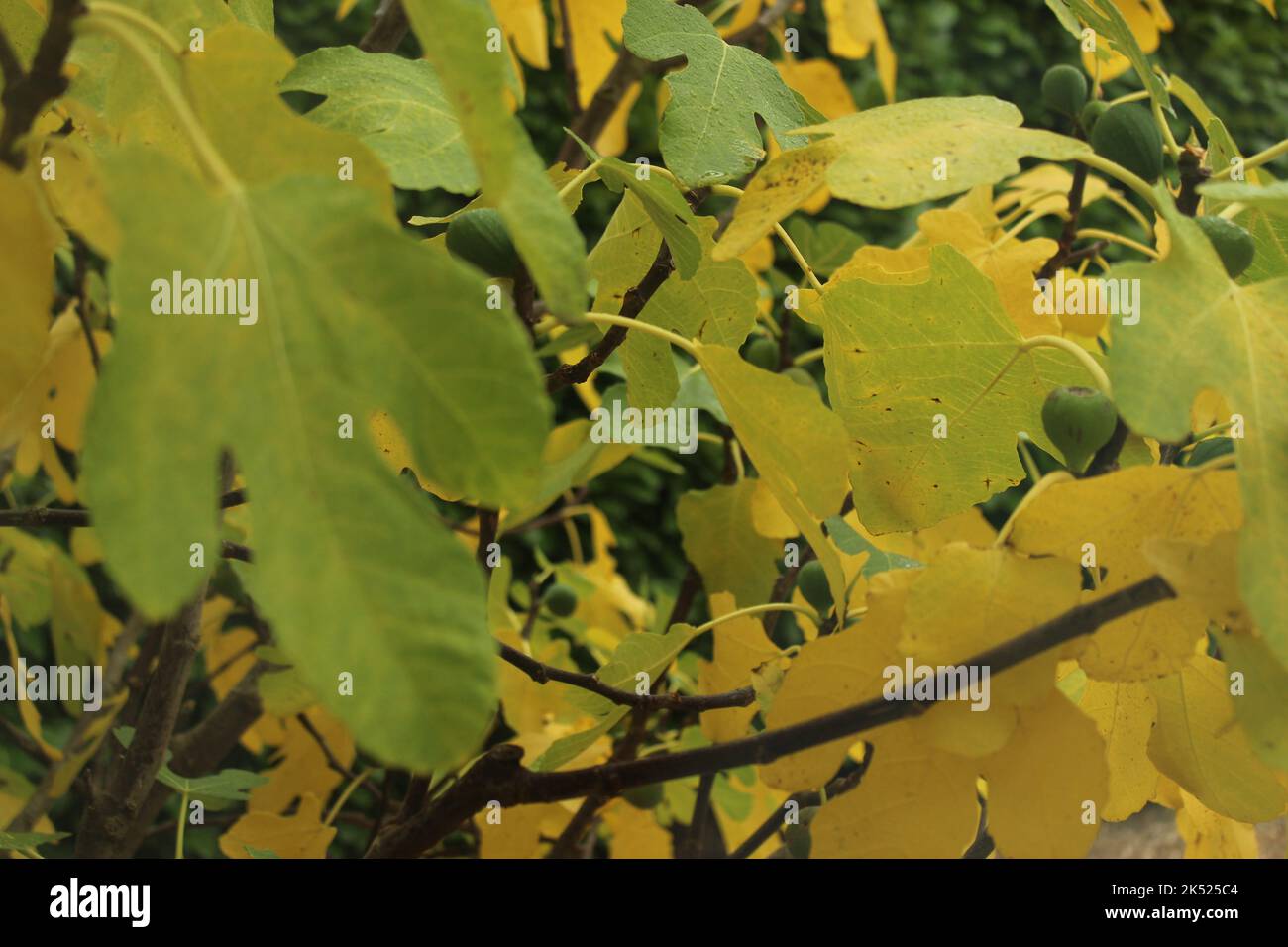 Foglie autunnali su un fico. Sfondo fogliame autunno insolito. Autunno albero carta da parati. Salvaschermo o sfondo con spazio di testo e copia. Foto Stock