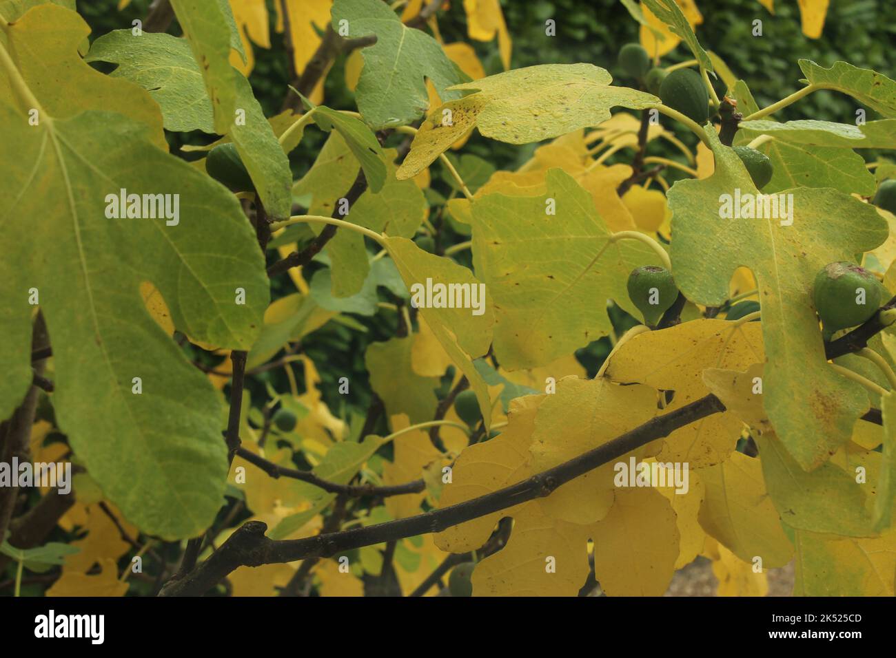 Albero di fico con foglie autunnali. Autunno insolito albero di frutta sfondo fogliame. Autunno albero carta da parati. Splendido salvaschermo stagionale o sfondo Foto Stock