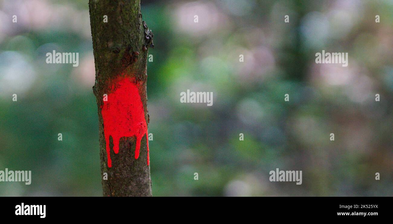 Un ramo di un albero con una certa vernice rossa rovesciato sopra Foto Stock