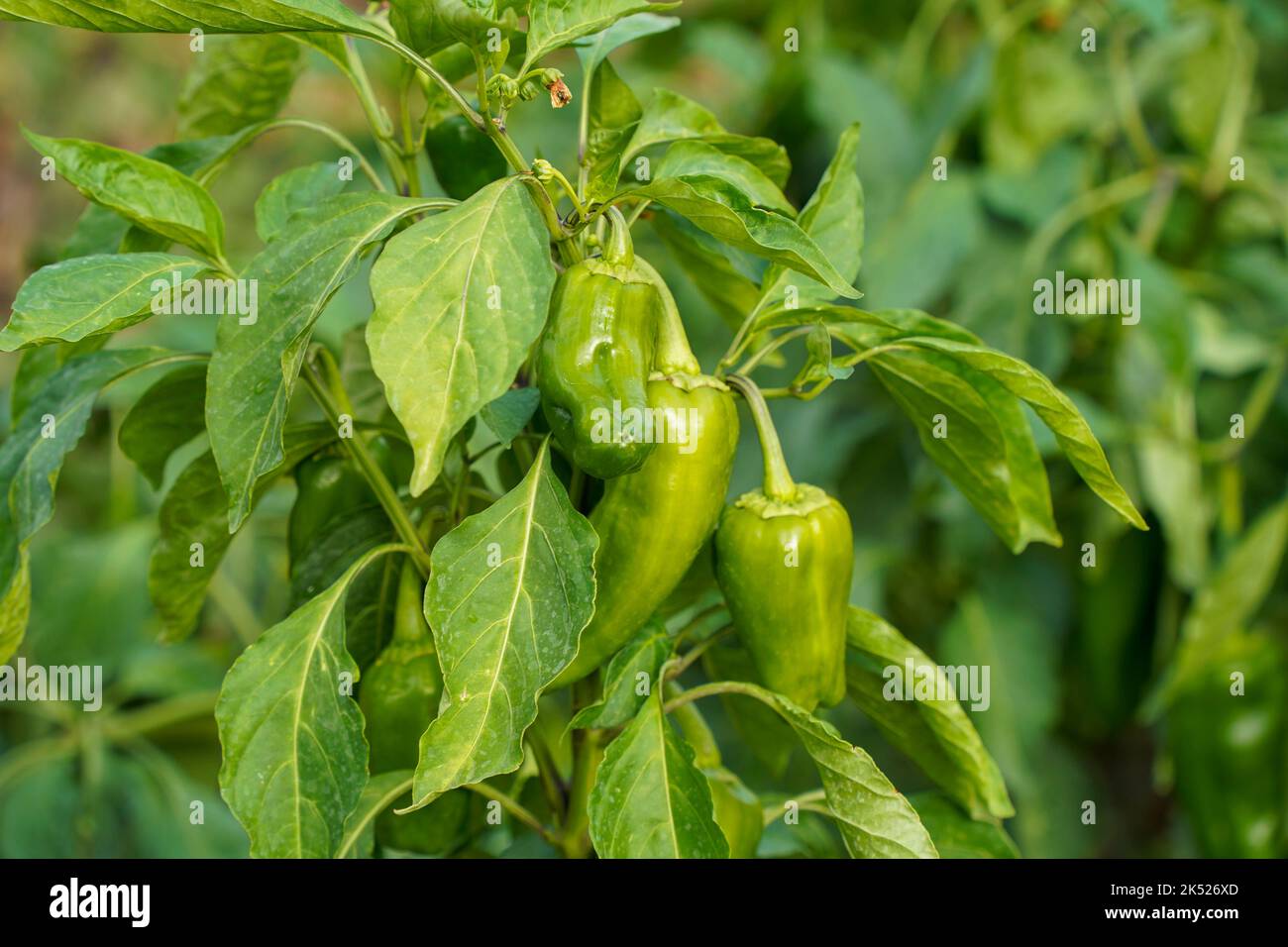 Peperone verde, la paprika, il peperone, la maturazione sulla pianta nel Giardino urbano. Foto Stock