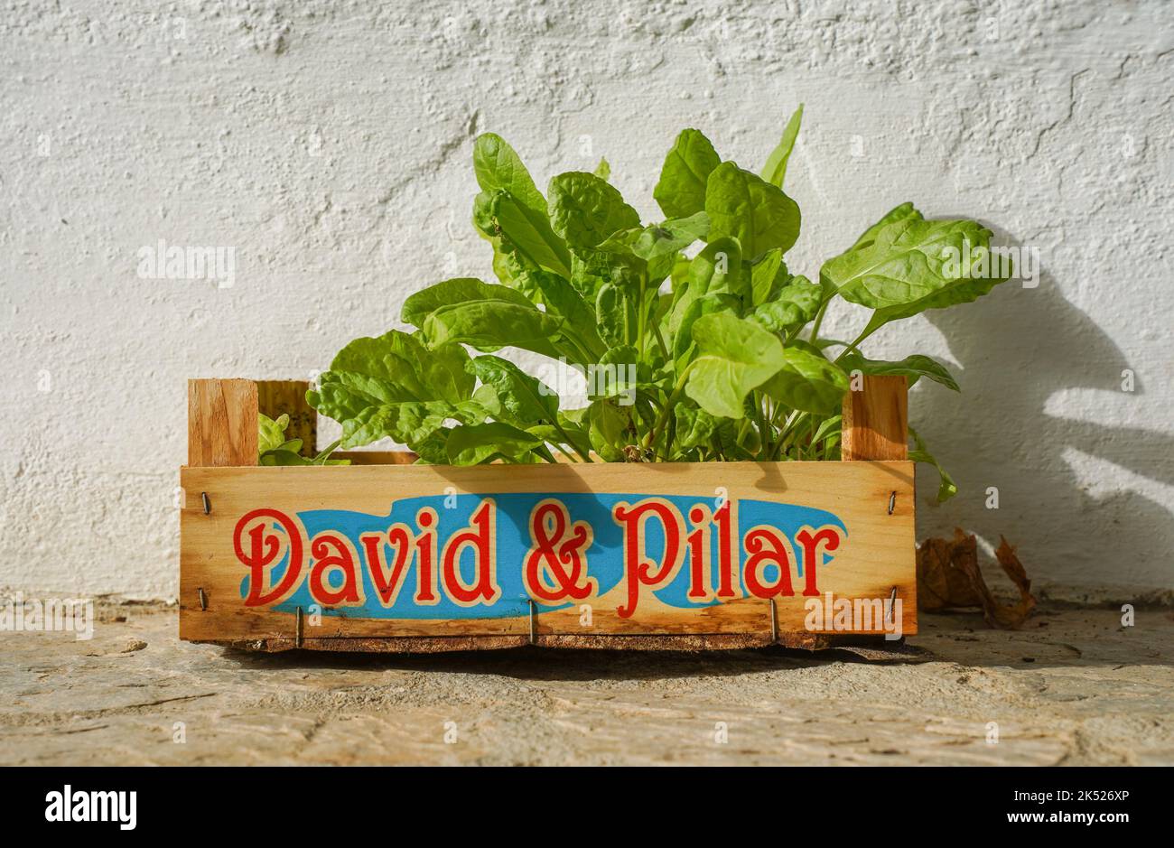 Il bietolo svizzero cresce in un vassoio di legno Foto Stock