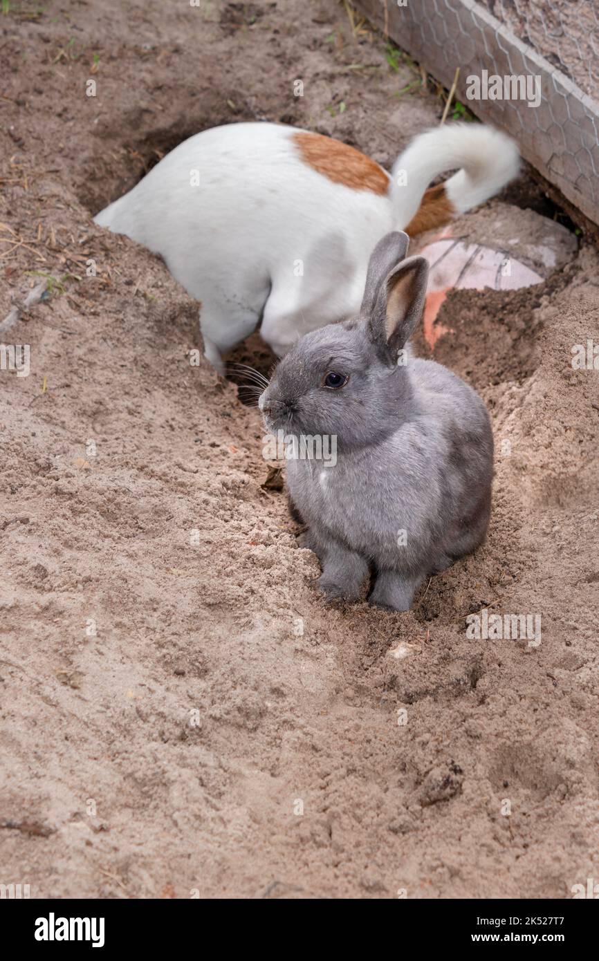 Coniglio grigio domestico con un cane Jack Russell Terrier che scava un buco, Città del Capo, Sudafrica Foto Stock