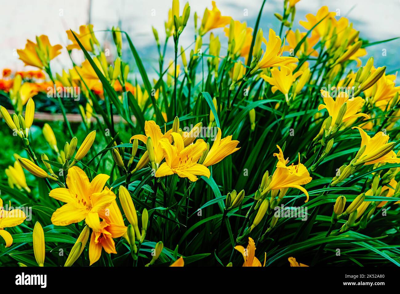 Giallo giorno. Un grande cespuglio nana giorno Middendorf Foto Stock