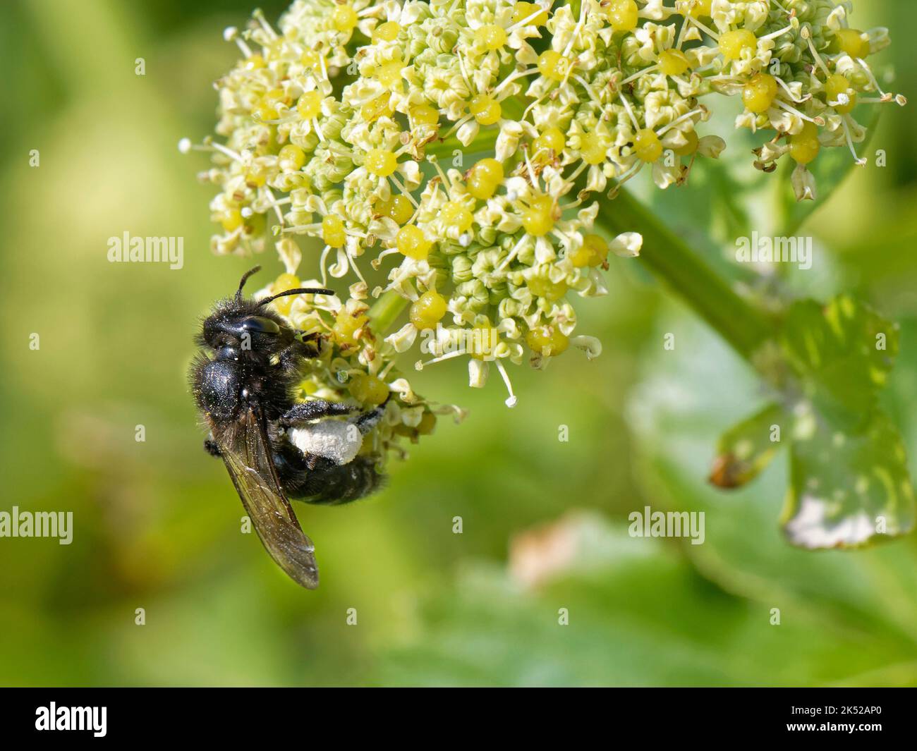 L'ape nera di miniera (Andrena pilipes) nazionalmente scarsa nel Regno Unito, femmina che raccoglie polline da fiori di Alexanders (Smyrnium olusatrum), Cornovaglia, Regno Unito Foto Stock