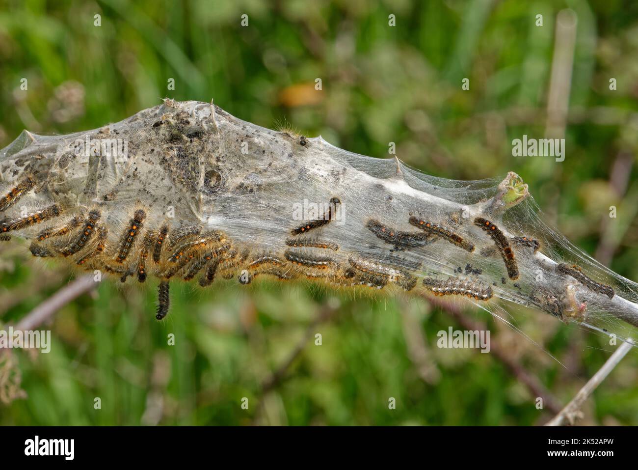 La falce di coda marrone (Euproctis chrysorrhoea) è una colonna di caterrine su e all'interno della loro tenda silken su un gambo di Bramble sulla macchia costiera, Keyhaven e Lymingt Foto Stock