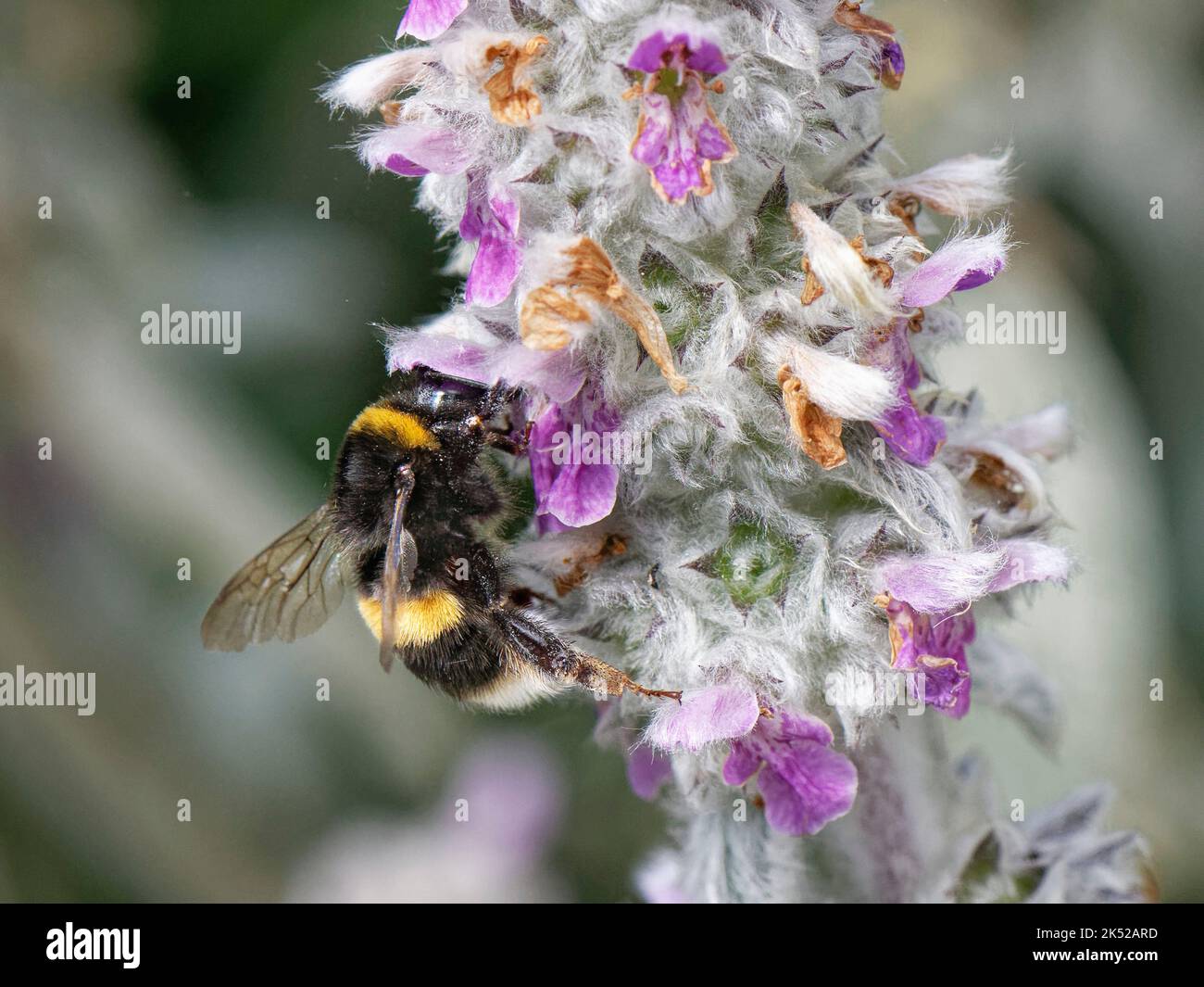 Bomblebee dalla coda buff (Bombus terrestris) che si avvolge sull'orecchio di Agnello (Stachys byzantina) fiori in un giardino fiorito, Wiltshire, Regno Unito, luglio. Foto Stock