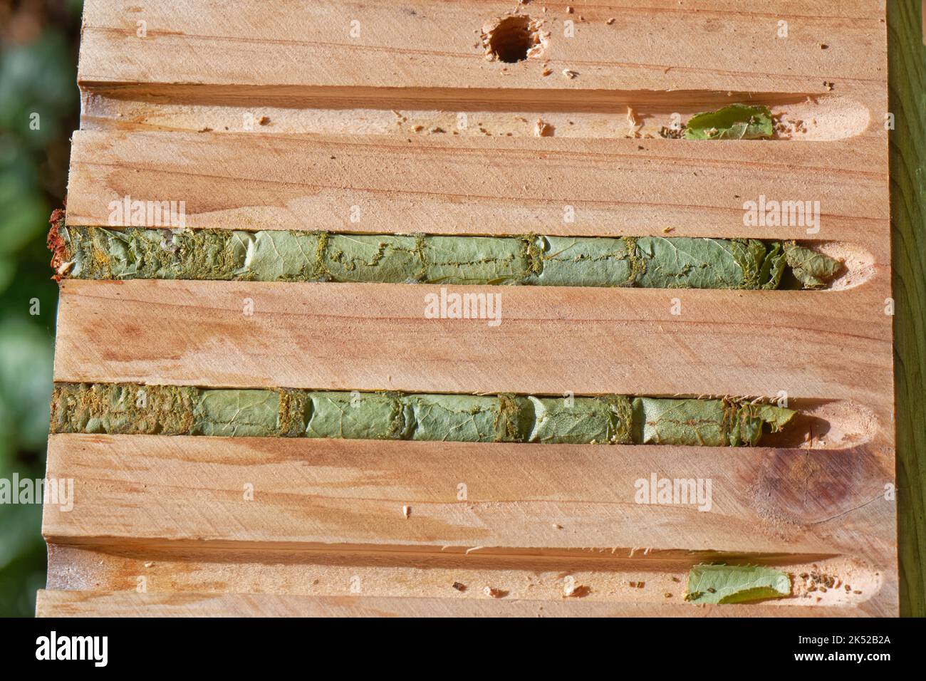 L'ape di taglio a foglia (Megachile ligniseca) nido cellule / bozzoli avvolti in foglie all'interno di un insetto hotel, Wiltshire giardino, Regno Unito, ottobre. Foto Stock