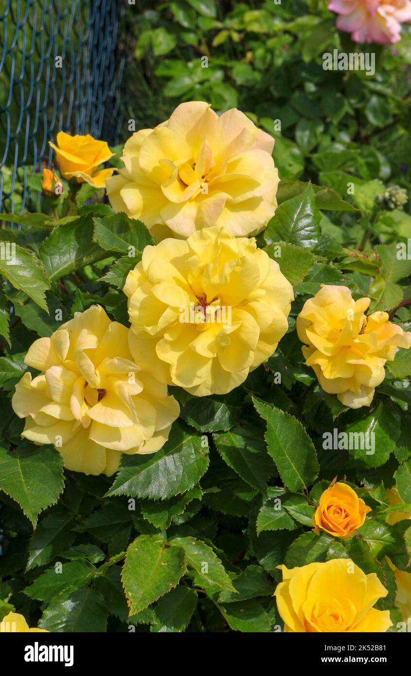 Bella fioritura di fiori di rosa giallo nel giardino Foto Stock
