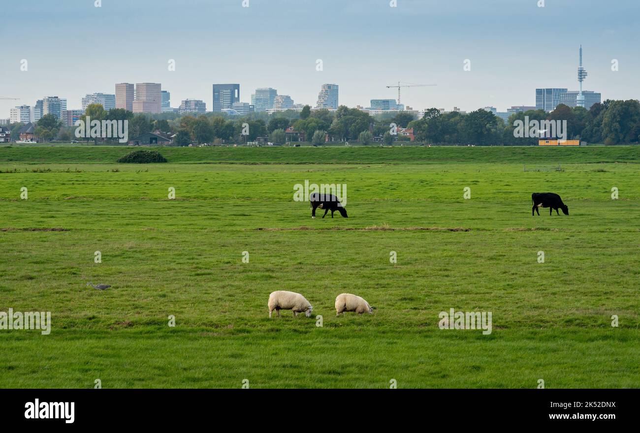 Skyline di Amsterdam sud con campi agricoli e animali in primo piano Foto Stock