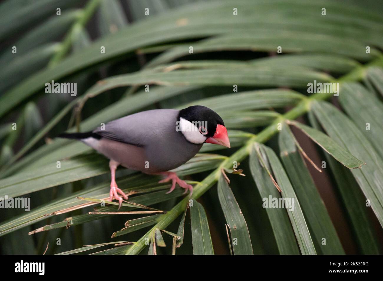 Natura immagine della fauna selvatica di un uccello bello giava passero (Lonchura oryzivora) Foto Stock