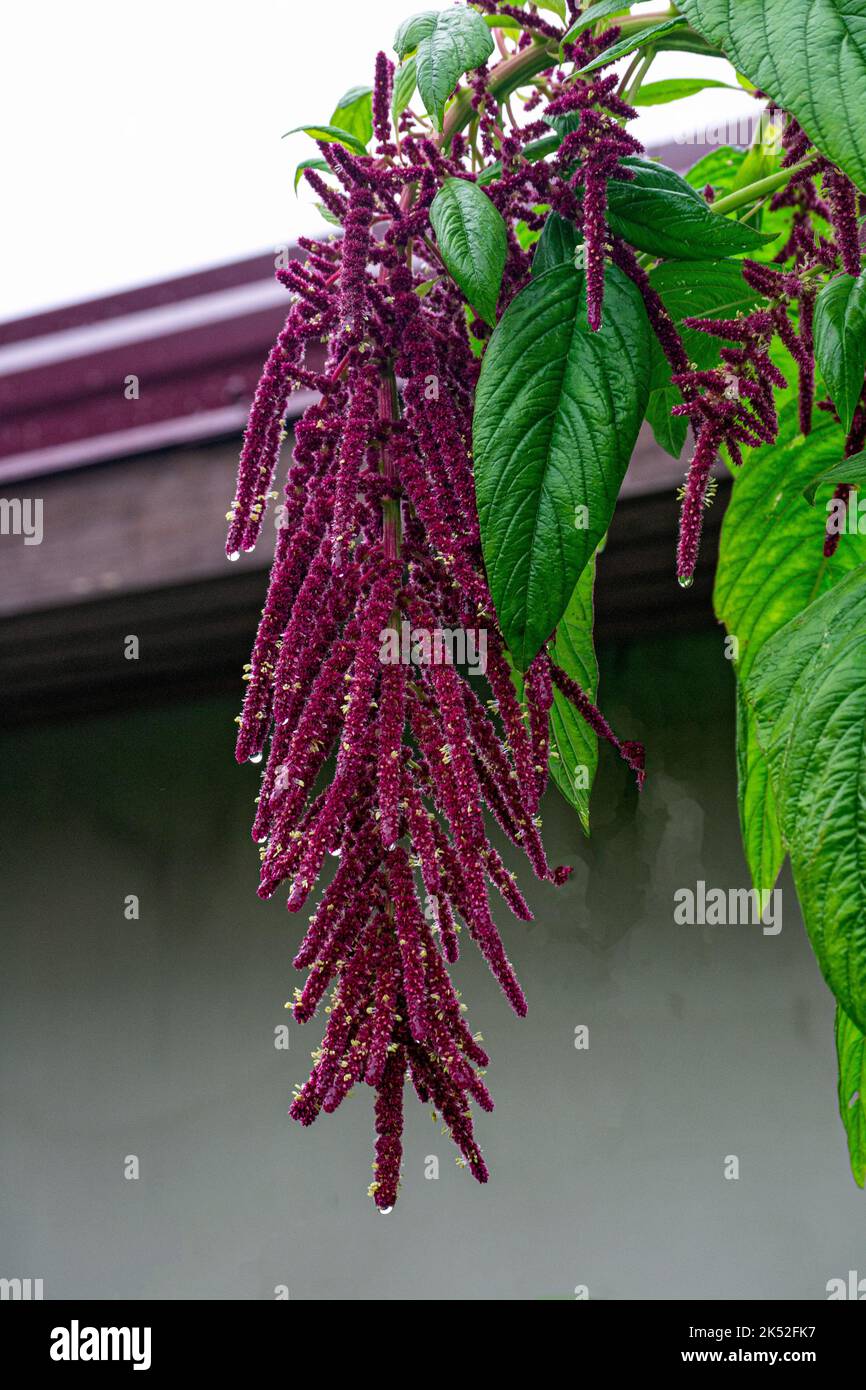Amaranto di piante medicinali e alimentari, con fiori viola e foglie verdi. Foto Stock