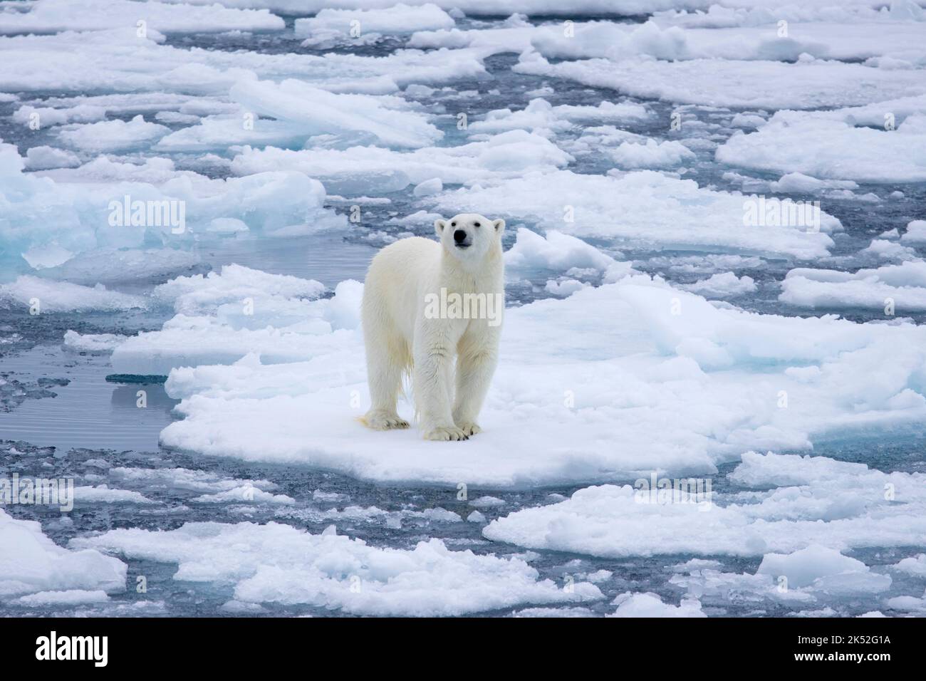 Orso polare di Lone (Ursus maritimus) in piedi su ghiaccio deriva / galleggianti di ghiaccio nell'Oceano Artico lungo la costa di Svalbard, Spitsbergen, Norvegia Foto Stock