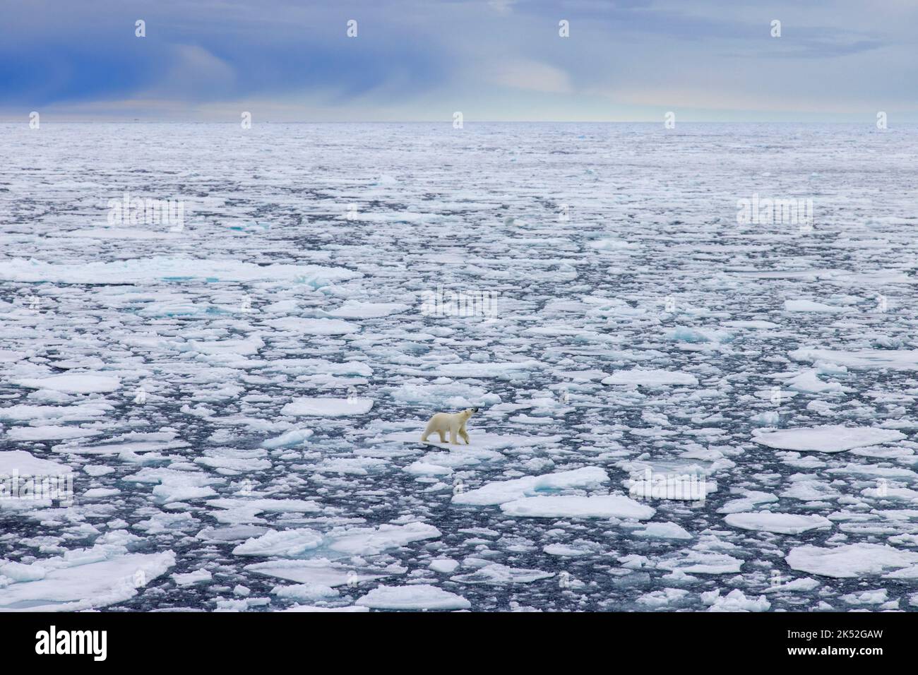 Orso polare di Lone (Ursus maritimus) vagando su ghiaccio di deriva / galleggianti di ghiaccio nell'Oceano Artico lungo la costa di Svalbard, Spitsbergen, Norvegia Foto Stock