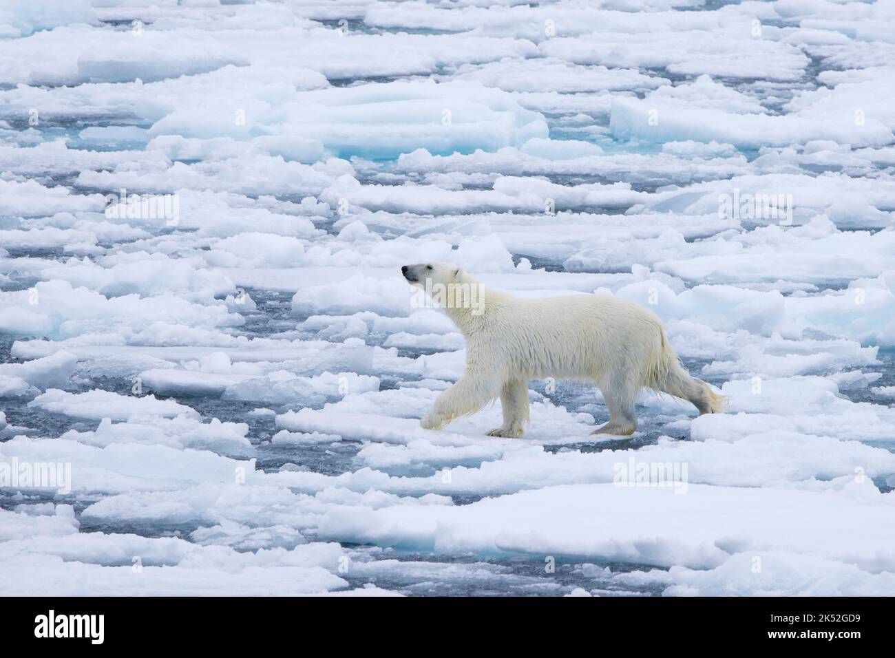 Orso polare solitario (Ursus maritimus) che percorre la deriva di ghiaccio / galleggianti di ghiaccio nell'Oceano Artico lungo la costa di Svalbard, Spitsbergen, Norvegia Foto Stock