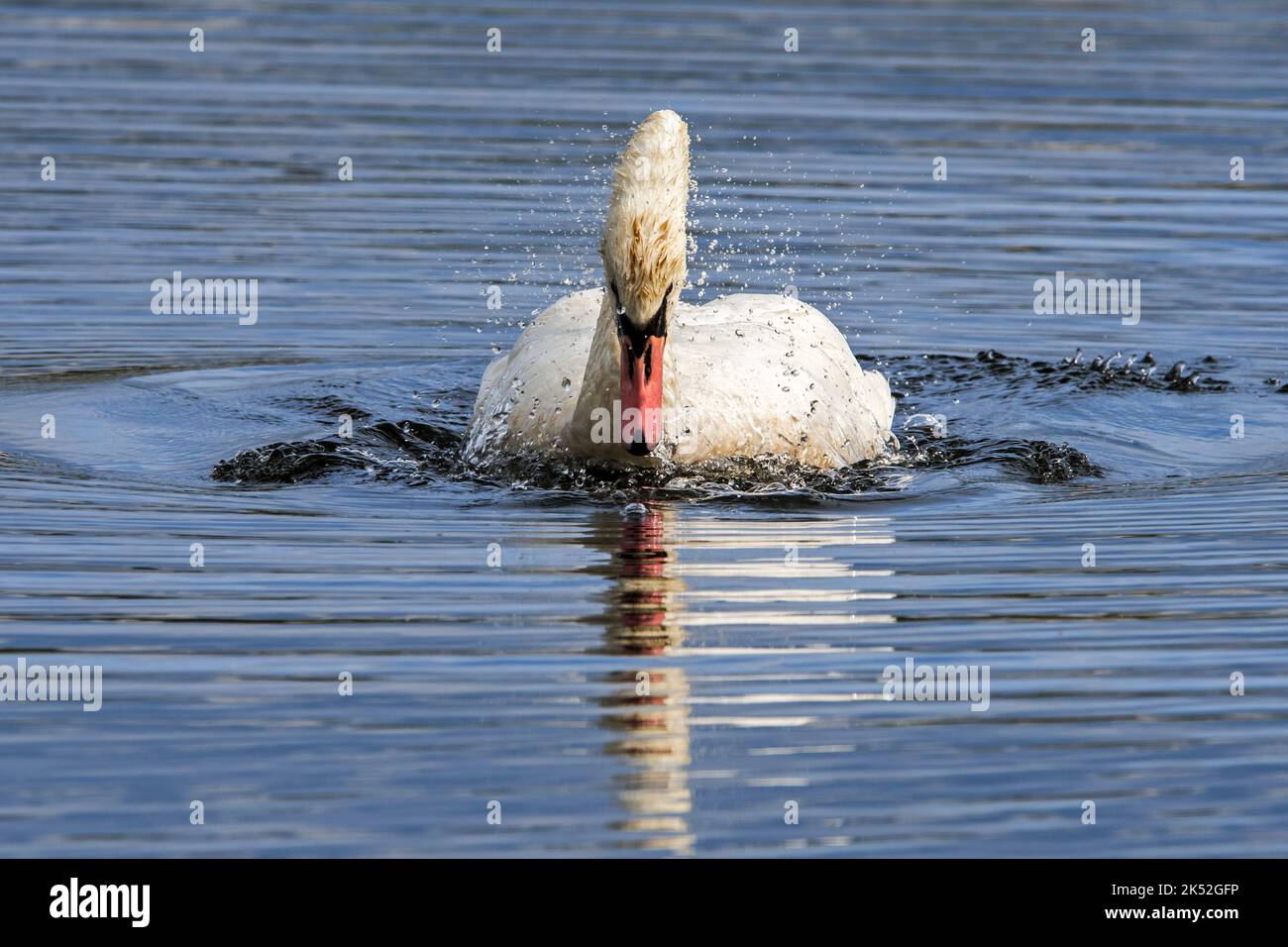 Cigno muto territoriale (Cygnus olor) nuoto veloce in avanti verso la fotocamera in lago a fine estate / inizio autunno Foto Stock