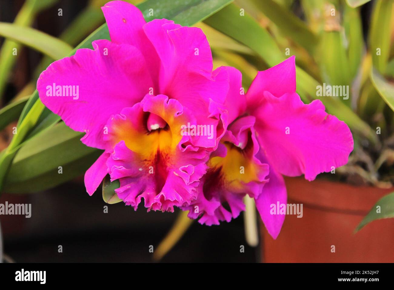 Immagine migliorata della bellissima Orchid Bloom Cattleya Labiata Foto Stock