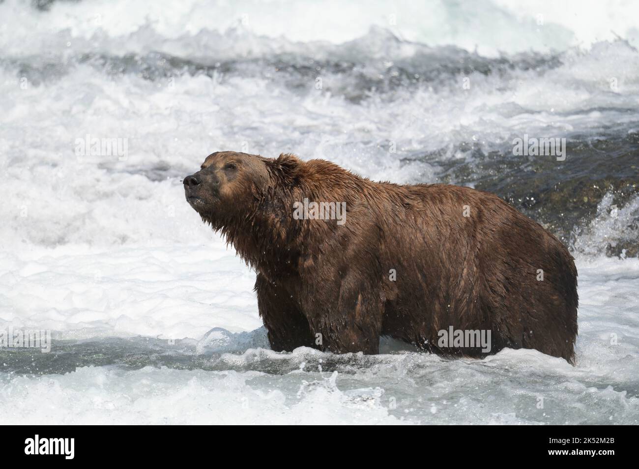 Orso bruno dell'Alaska in piedi nelle rapide che pescano il salmone in Alaska Foto Stock