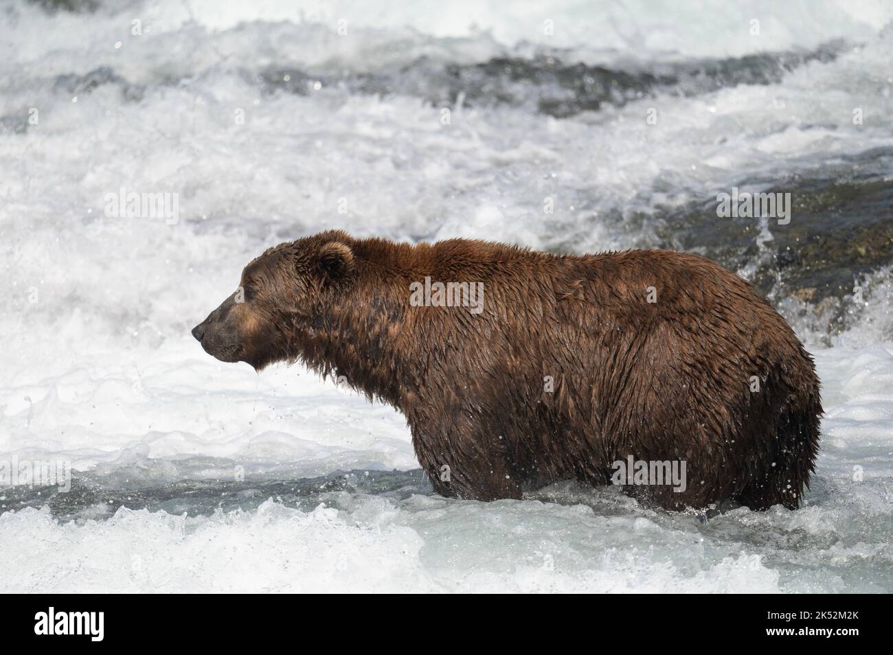 Orso bruno dell'Alaska in piedi nelle rapide che pescano il salmone in Alaska Foto Stock