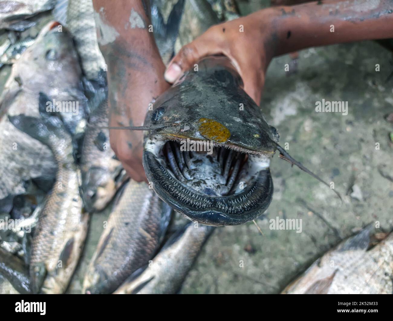 Pesce gatto di squalo d'acqua dolce attu Wallago in mano, pesce con denti affilati pesce mostro del fiume. Grande wallago attu pesce in mano. Foto Stock